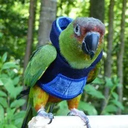 Avian Fashions Hoodie - Blue Jean